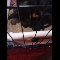 Dachshund (Smooth Haired)