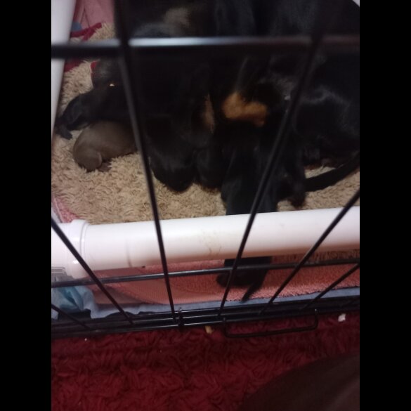 Dachshund (Smooth Haired)