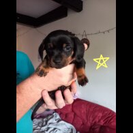 Dachshund (Smooth Haired)