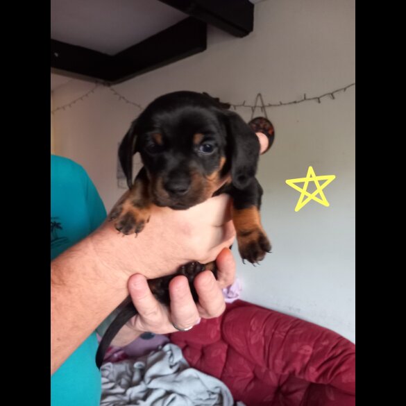 Dachshund (Smooth Haired)