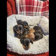 Dachshund (Smooth Haired)