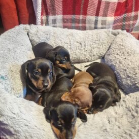 Dachshund (Smooth Haired)