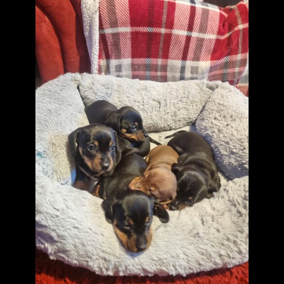 Dachshund (Smooth Haired)