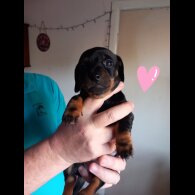 Dachshund (Smooth Haired)