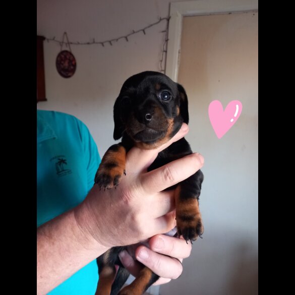 Dachshund (Smooth Haired)