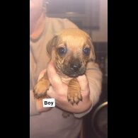 Dachshund (Smooth Haired)