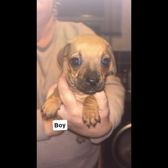 Dachshund (Smooth Haired)