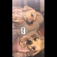 Dachshund (Smooth Haired)