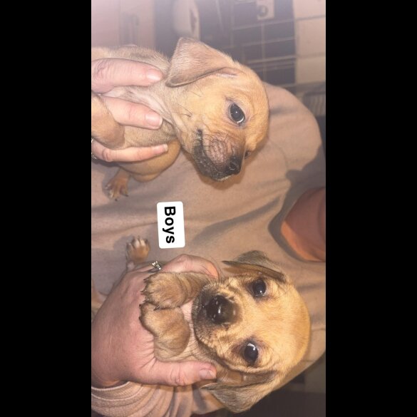 Dachshund (Smooth Haired)