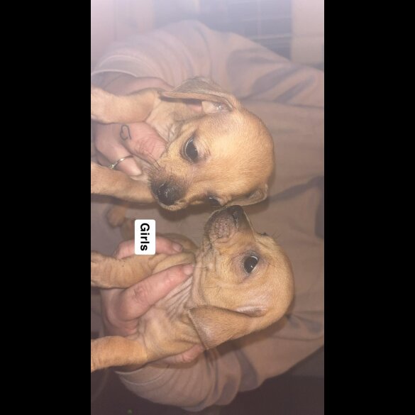 Dachshund (Smooth Haired)