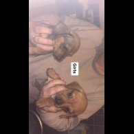 Dachshund (Smooth Haired)