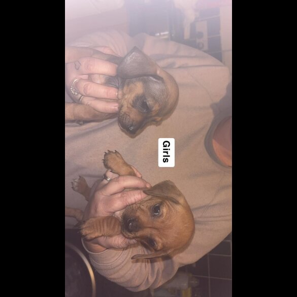 Dachshund (Smooth Haired)