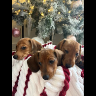 Dachshund (Smooth Haired)