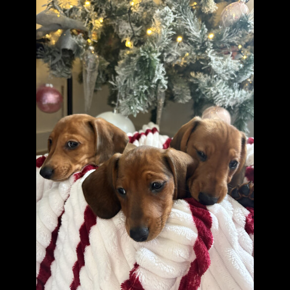 Dachshund (Smooth Haired)