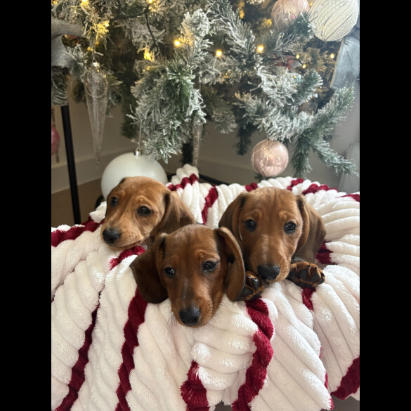 Dachshund (Smooth Haired)