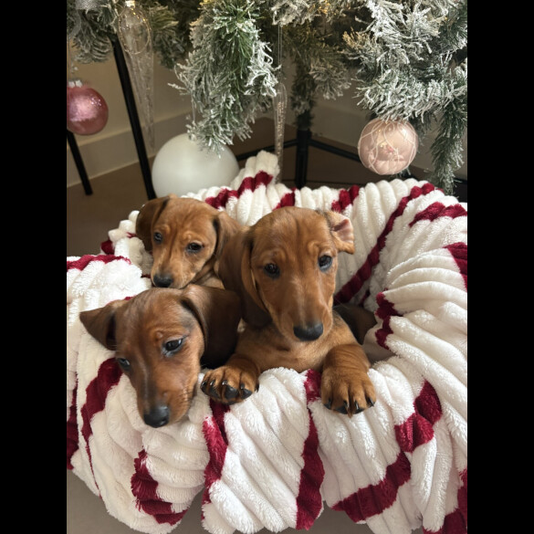 Dachshund (Smooth Haired)