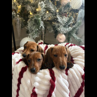 Dachshund (Smooth Haired)