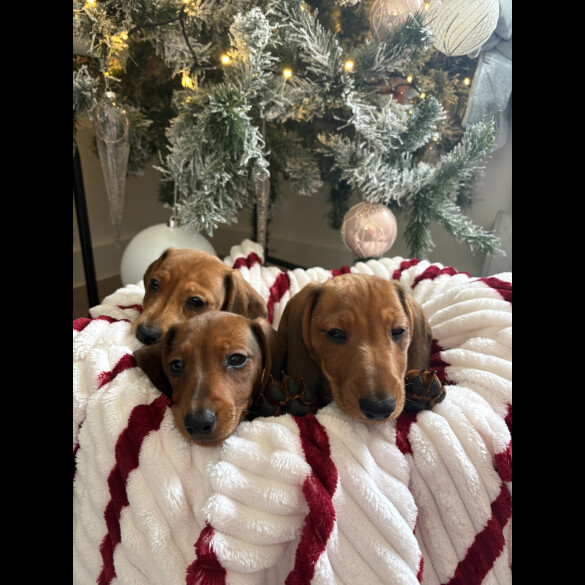 Dachshund (Smooth Haired)