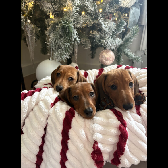 Dachshund (Smooth Haired)