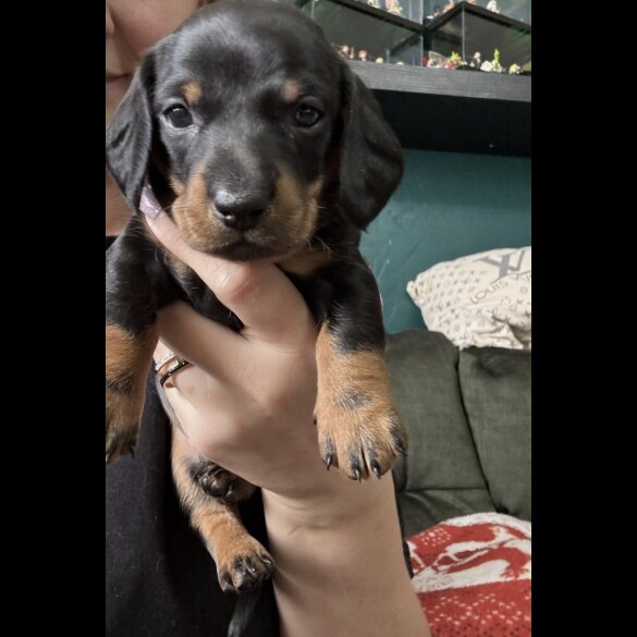 Dachshund (Smooth Haired)