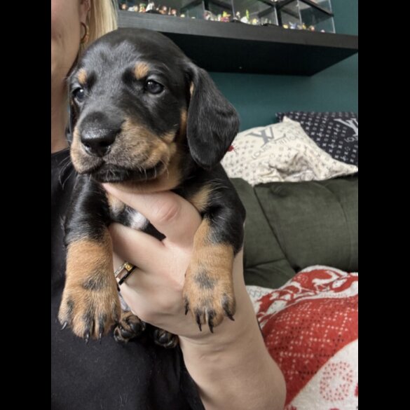 Dachshund (Smooth Haired)