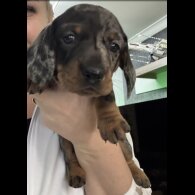 Dachshund (Smooth Haired)