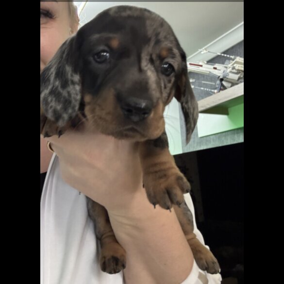 Dachshund (Smooth Haired)