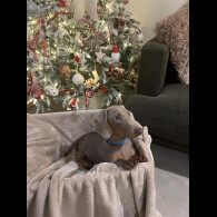 Dachshund (Smooth Haired)