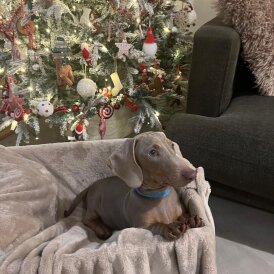 Dachshund (Smooth Haired)