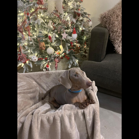 Dachshund (Smooth Haired)