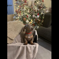 Dachshund (Smooth Haired)