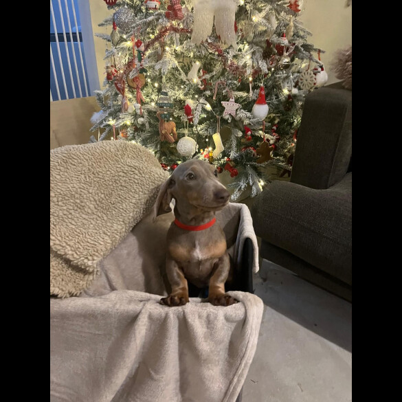 Dachshund (Smooth Haired)