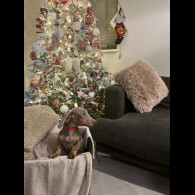 Dachshund (Smooth Haired)