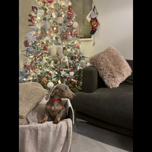 Dachshund (Smooth Haired)