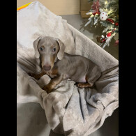 Dachshund (Smooth Haired)