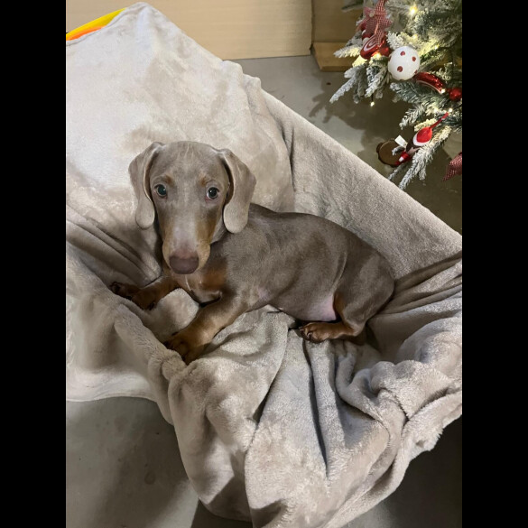 Dachshund (Smooth Haired)