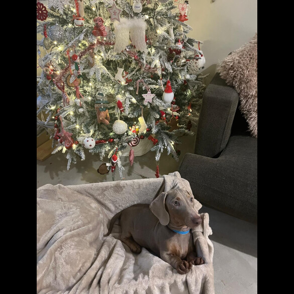 Dachshund (Smooth Haired)