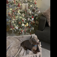 Dachshund (Smooth Haired)