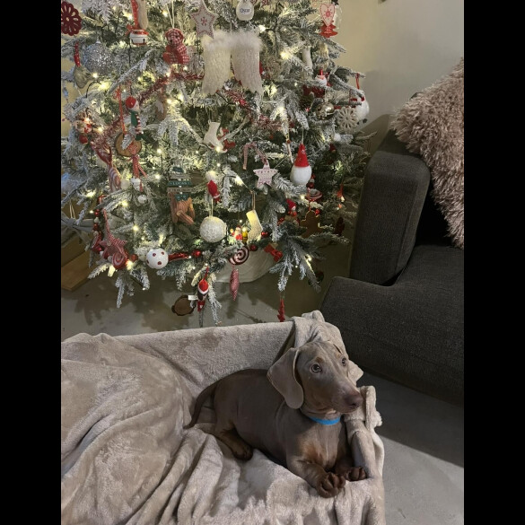 Dachshund (Smooth Haired)