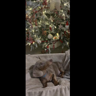 Dachshund (Smooth Haired)