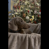 Dachshund (Smooth Haired)