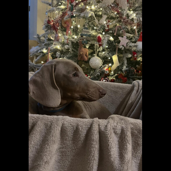 Dachshund (Smooth Haired)