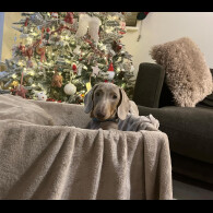 Dachshund (Smooth Haired)