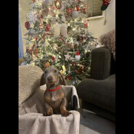 Dachshund (Smooth Haired)