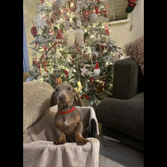 Dachshund (Smooth Haired)