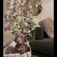 Dachshund (Smooth Haired)