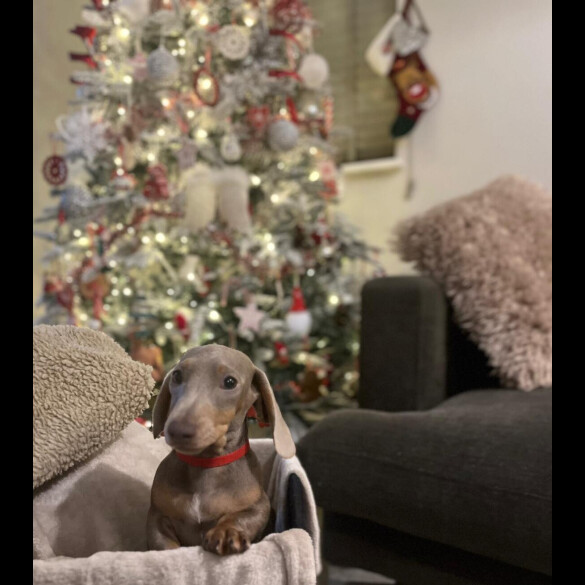 Dachshund (Smooth Haired)