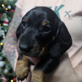 Dachshund (Smooth Haired)