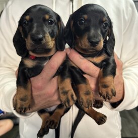 Dachshund (Smooth Haired)