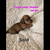 Dachshund (Smooth Haired)